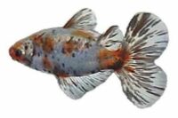 Bristol Shubunkin Goldfish