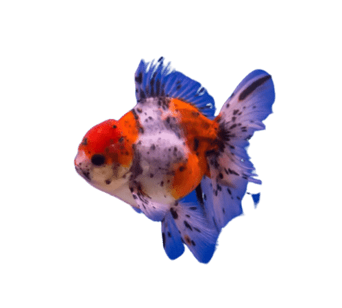 Calico Goldfish ka scientific naam kya hai