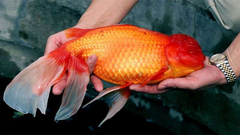 Goldfish ka Scientific Naam