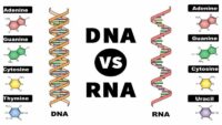 DNA FULL FORM